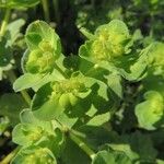 Euphorbia helioscopia Fiore