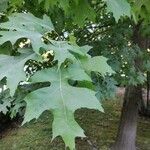 Quercus palustris 葉