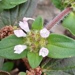 Richardia brasiliensis Flower