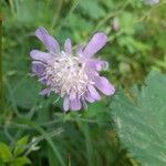 Knautia integrifolia 花