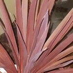 Cordyline australis ഇല