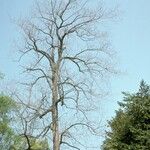 Carya tomentosa Hábitos