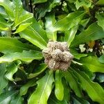 Pittosporum brevispinum 果實