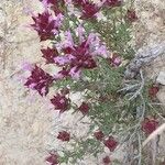 Thymus longiflorus Flower