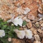 Stachys corsica Fiore