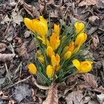 Crocus chrysanthus Květ