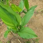 Curcuma longa Blatt