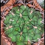 Gymnocalycium pflanzii Folha