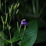 Brillantaisia lamium Flower