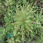 Erica tetralix Hoja