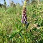 Lupinus angustifoliusFleur