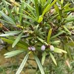 Podocarpus macrophyllus 果