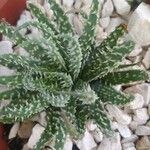 Aloe humilis Hoja