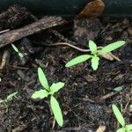 Lepidium sativum Blatt