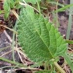 Lantana grisebachii 葉