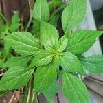 Acalypha virginica Blatt