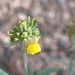 Linaria simplex Flor