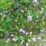 Brunfelsia pauciflora عادت داشتن