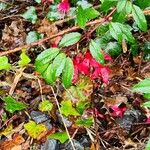 Fuchsia magellanicaFloro