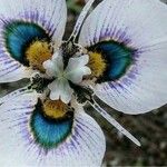 Moraea villosa Blomst