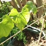 Sechium edule Φύλλο