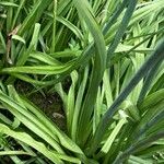 Allium siculum Leaf