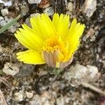 Leontodon saxatilis Flower