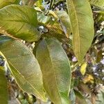 Citrus sinensis Blad