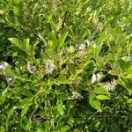 Salix breviserrata Likasa