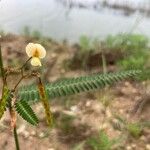 Aeschynomene indica Blüte