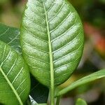 Tabernaemontana persicariifolia Leaf