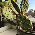 Opuntia elatior 葉