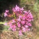 Centranthus lecoqii Fleur