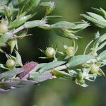 Lysimachia linum-stellatum Lapas