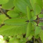 Kalanchoe pinnata Blatt