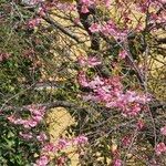 Prunus campanulata Kwiat
