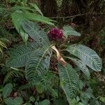 Psychotria guapilensis Tervik taim