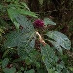 Psychotria guapilensis Habitat