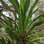 Cordyline mauritiana Hoja