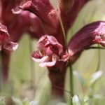 Orobanche alba Цветок