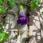 Maurandya barclayana Flor