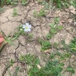 Stellaria holosteaFlower