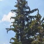 Pinus lambertiana Fruto