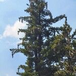 Pinus lambertiana Fruct