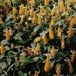 Pachystachys lutea Hábito