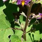 Solanum violaceum 花
