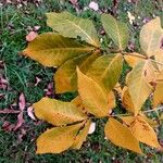 Carya tomentosa Folha