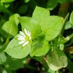 Stellaria media Flor