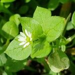 Stellaria media Blomma