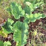 Arctium lappaLapas